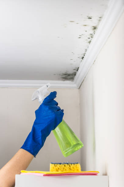 Best Post-Flood Mold Remediation in Ontario, OH